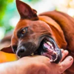 Dog Bite Injury