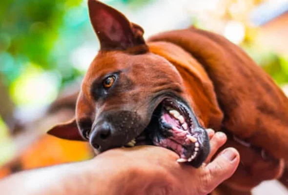 Dog Bite Injury