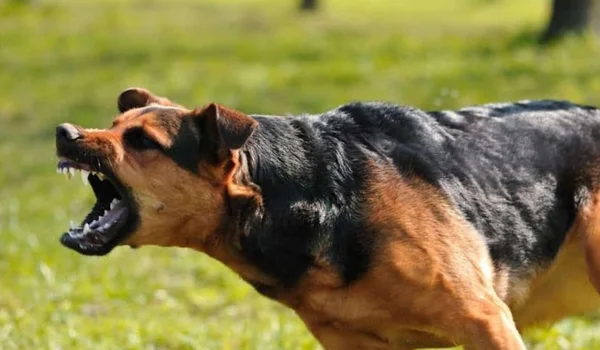 Laws on Dog Bite